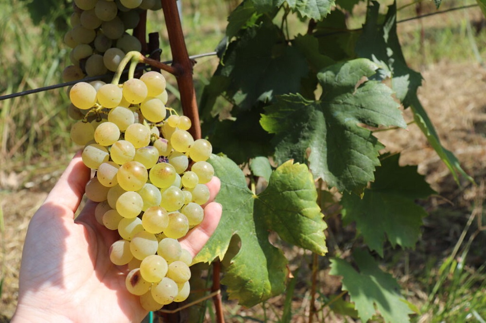 carricante-grape-varietals