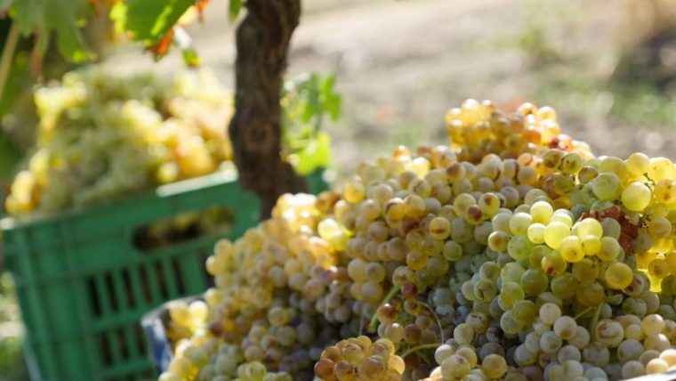 catarratto-grape-varietal