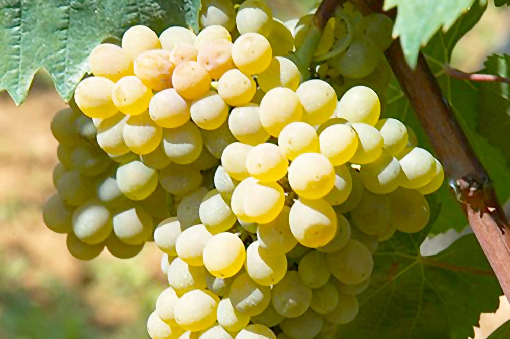 Coda di Volpe grape varietal