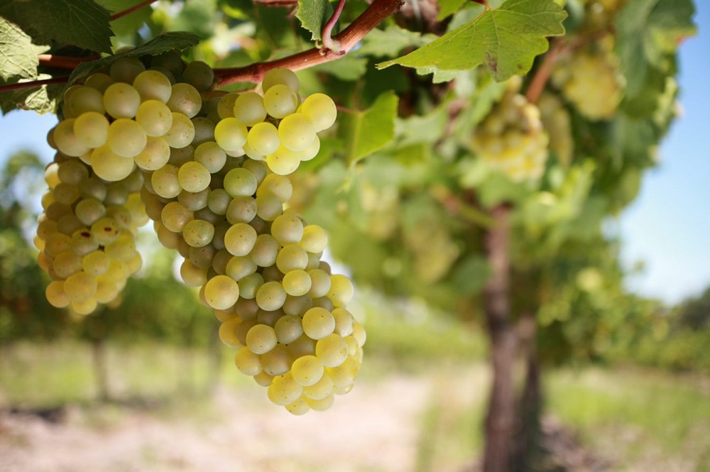 cortese-grape-varietal