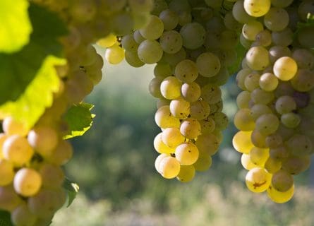 Rarer than rare: Erbaluce grape variety