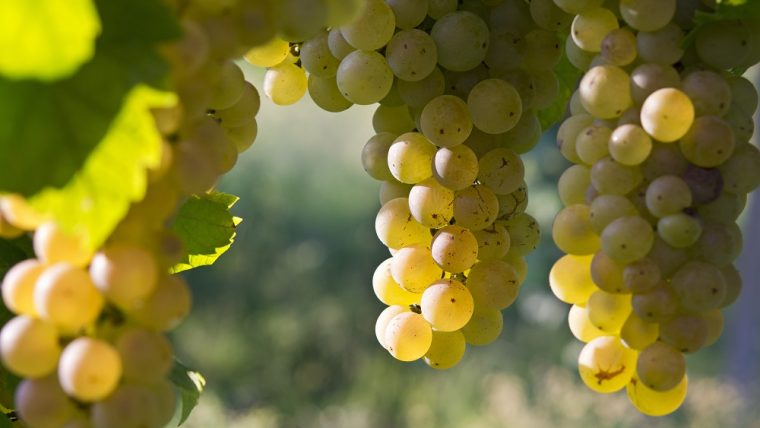 Erbaluce grape variety
