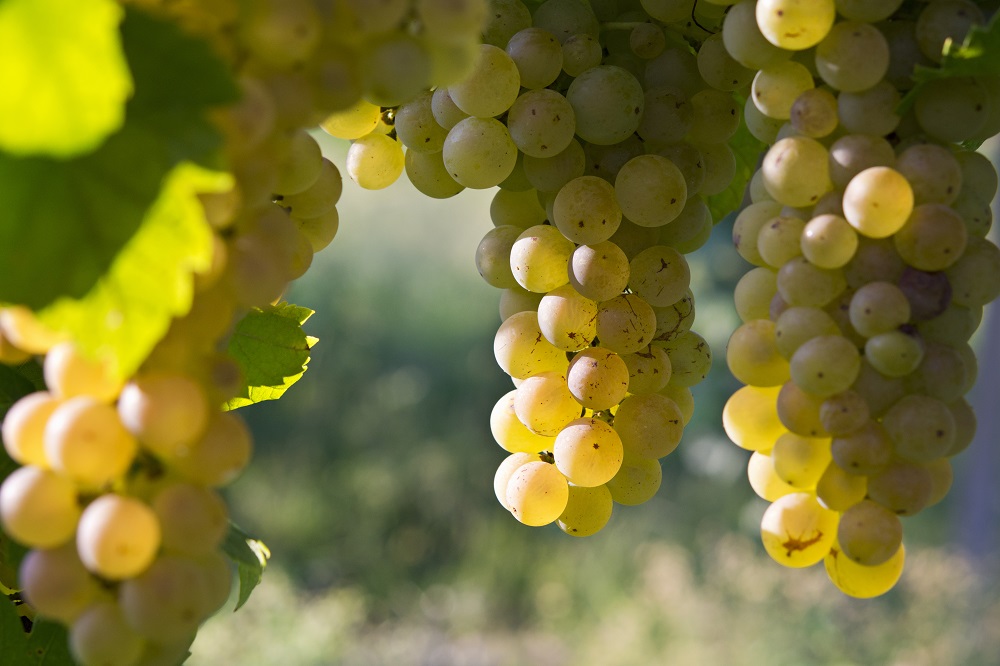 Erbaluce grape variety