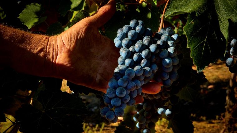 Lambrusco Grasparossa grapes