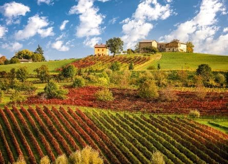 Lambrusco vineyards near Castelvetro