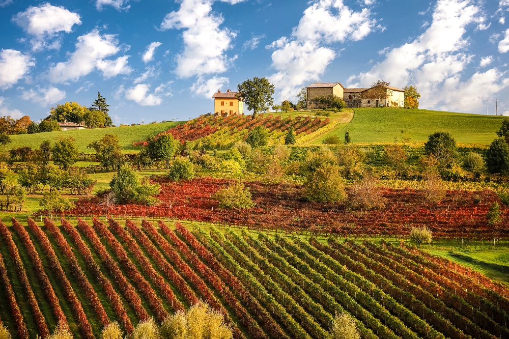 Lambrusco vineyards near Castelvetro