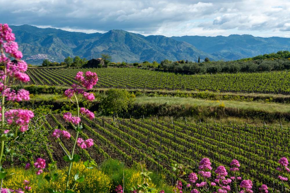 mount-etna-vineyards