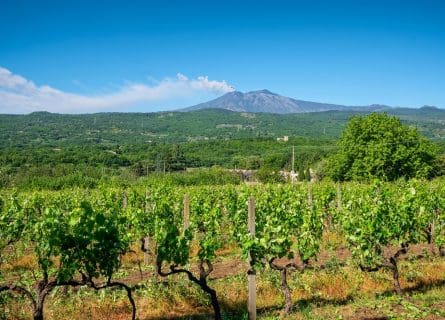Vineyards on Mount Etna