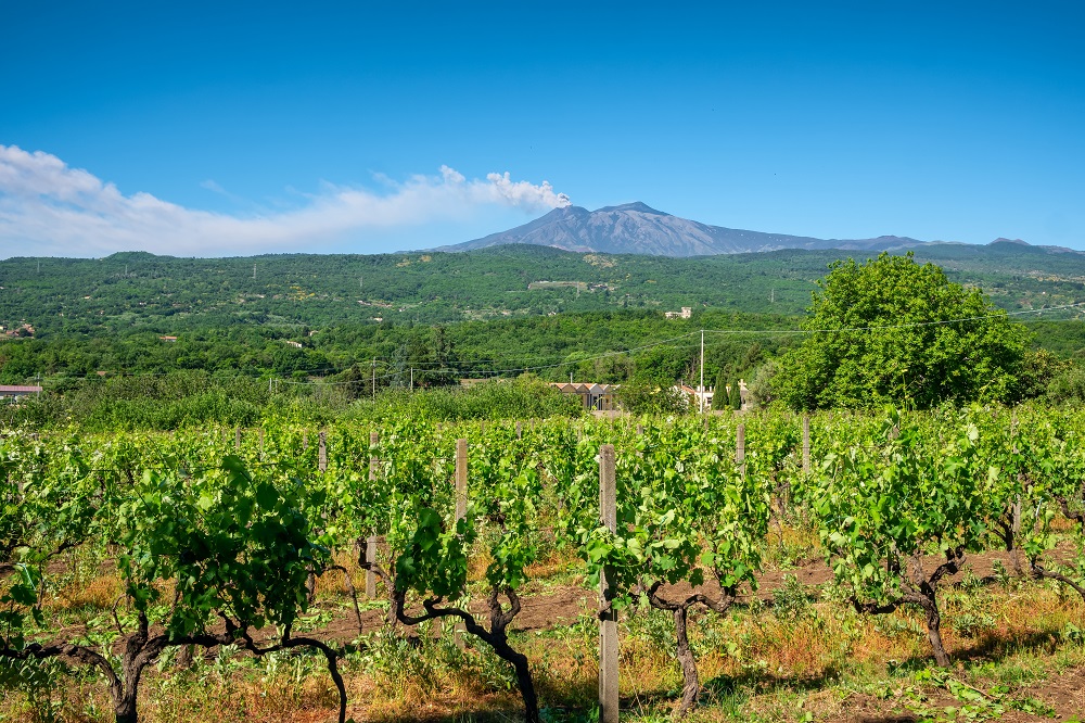 High altitude vineyards on mount etna
