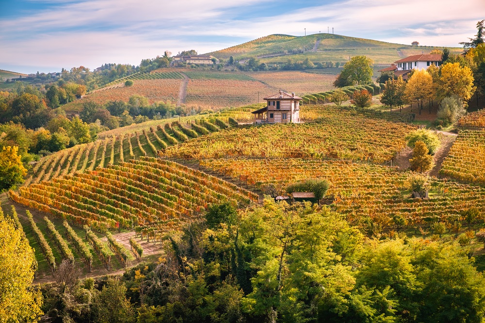 Pastoral vineyards of Roero