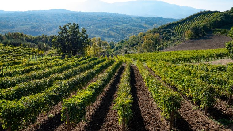 Vineyards near Avellino in Campania