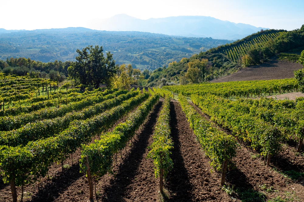 Vineyards near Avellino in Campania