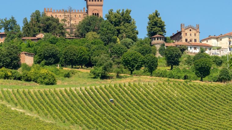 vineyards of alessandria in piedmont
