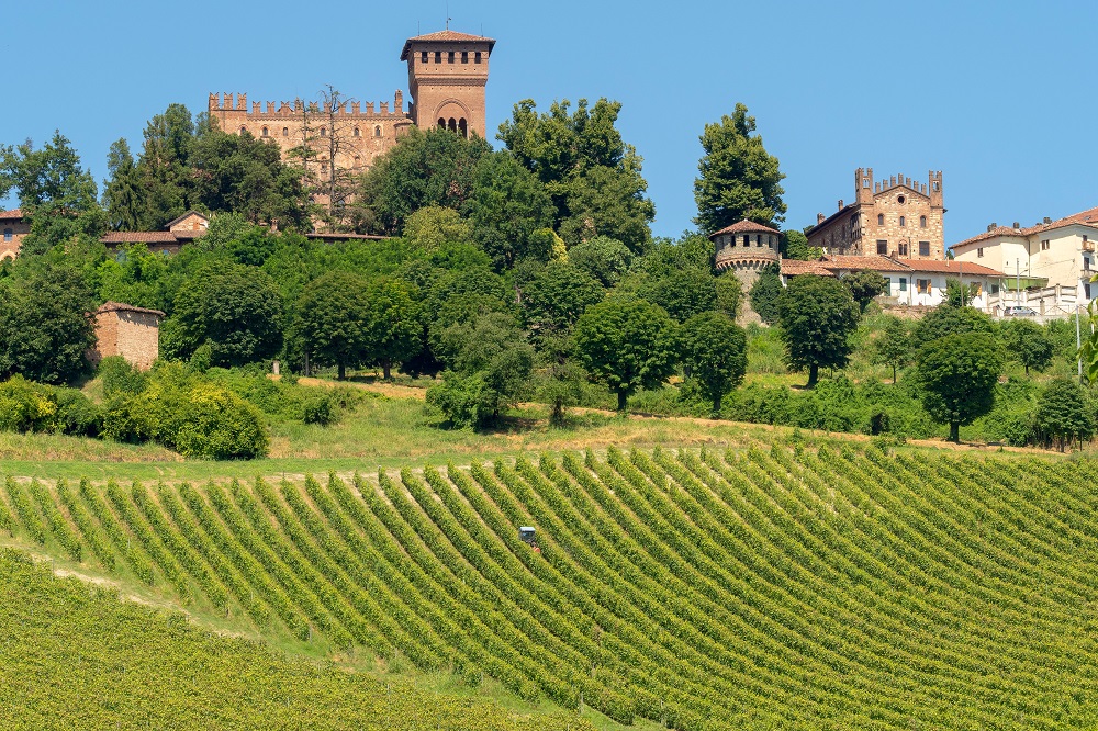vineyards of alessandria in piedmont