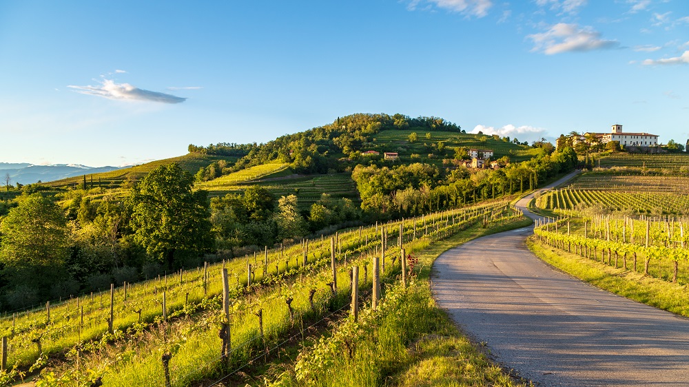 Colorful vineyards of Friuli Venezia-Giulia