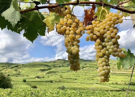 The Magic Behind Soave: Garganega