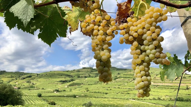 garganega-grape-varietal