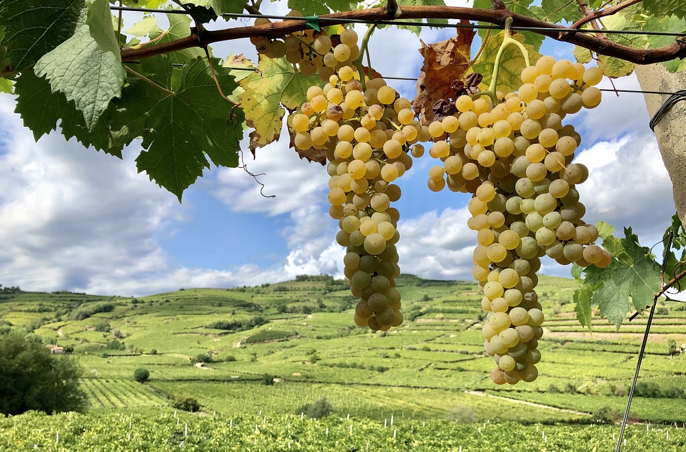 garganega-grape-varietal