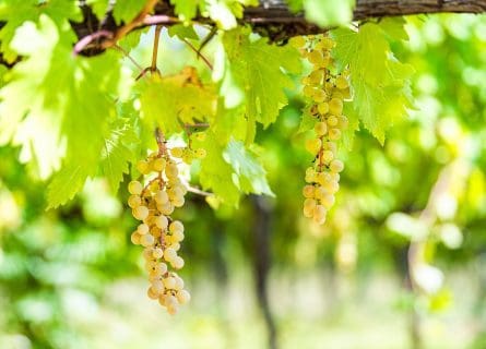 The Great Confusion: Grechetto grape variety