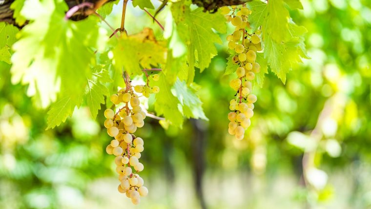 Grechetto grape varietal