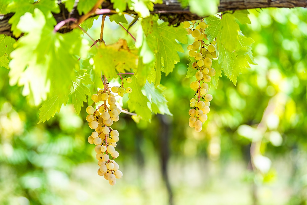 Grechetto grape varietal