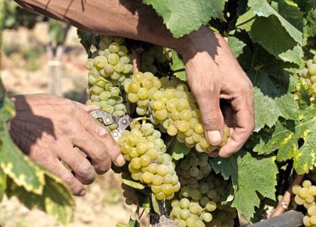 Greco Grape Variety