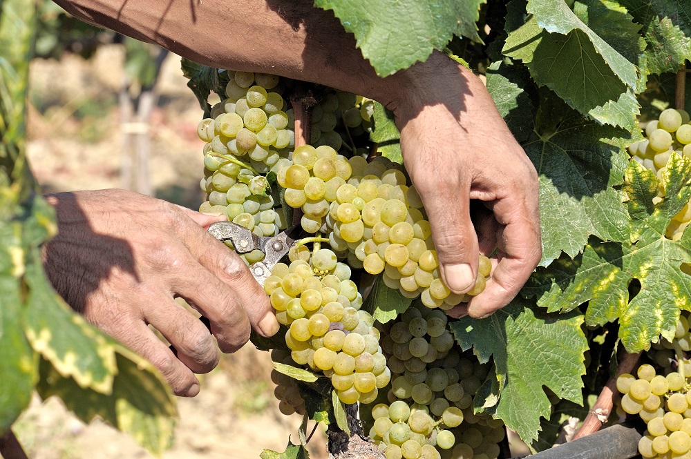  greco grape variety