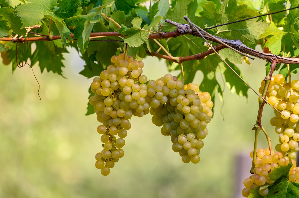 Grillo grape varietal
