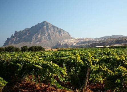 Sicilian vineyards, with Grillo vines