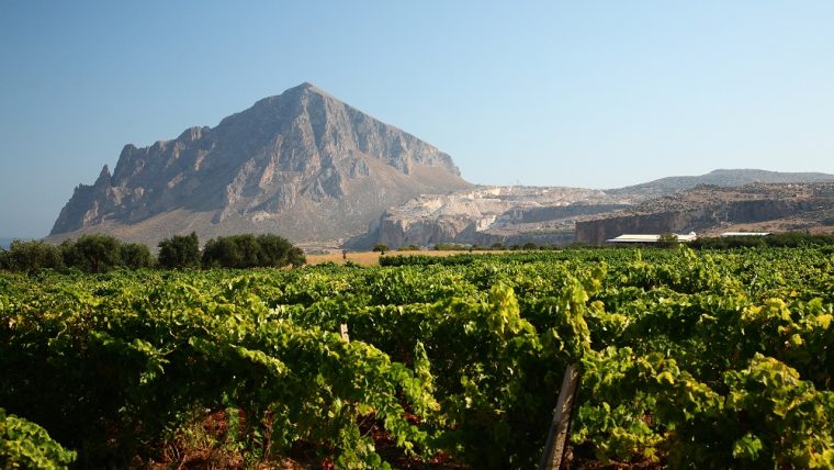 Campania vineyards