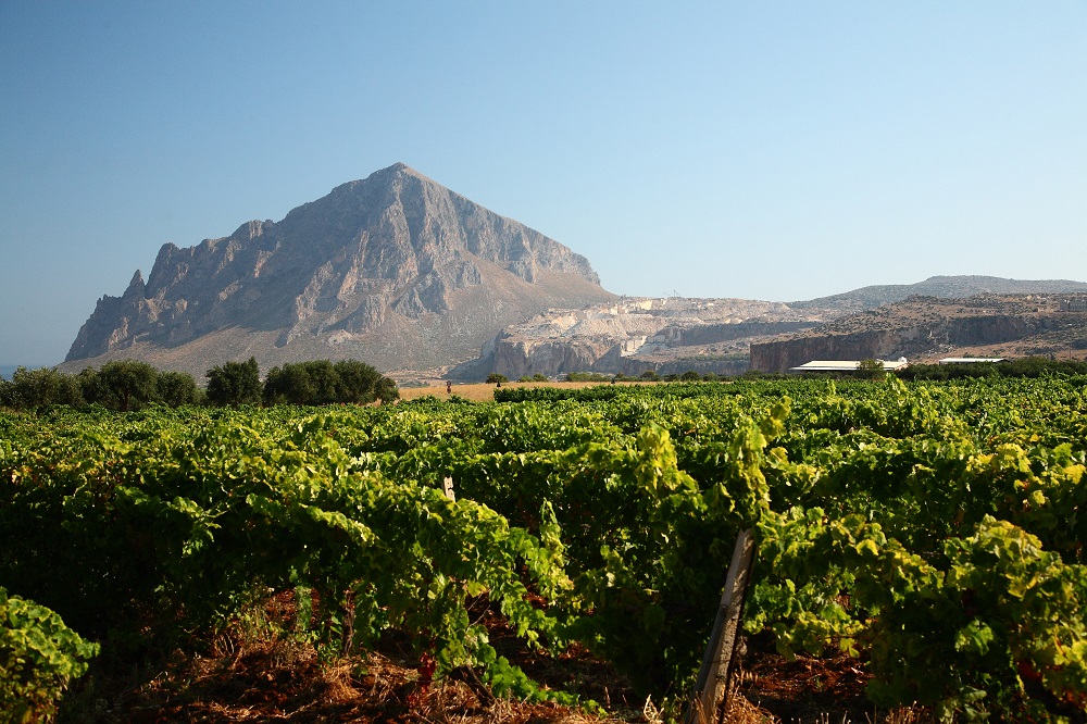 Sicilian vineyards, with Grillo vines