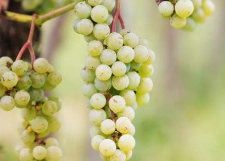 Inzolia: A tale of two grape varieties