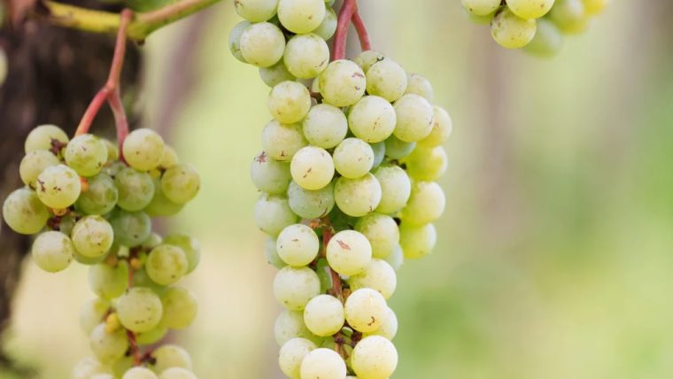 inzolia-grape-varietal