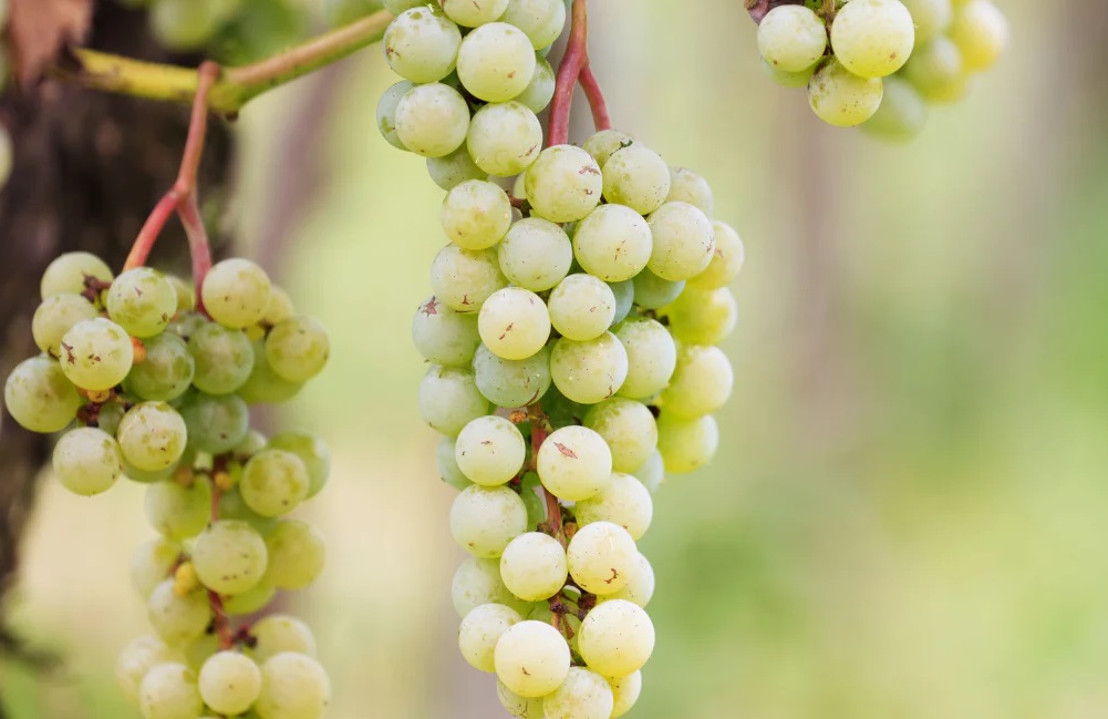 inzolia-grape-varietal