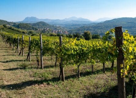 Fiano Grape Variety: A Glorious Comeback