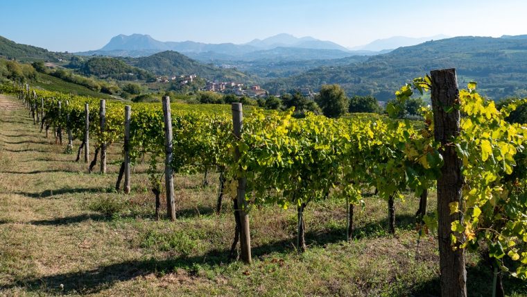 Beautiful vineyards near Irpinia