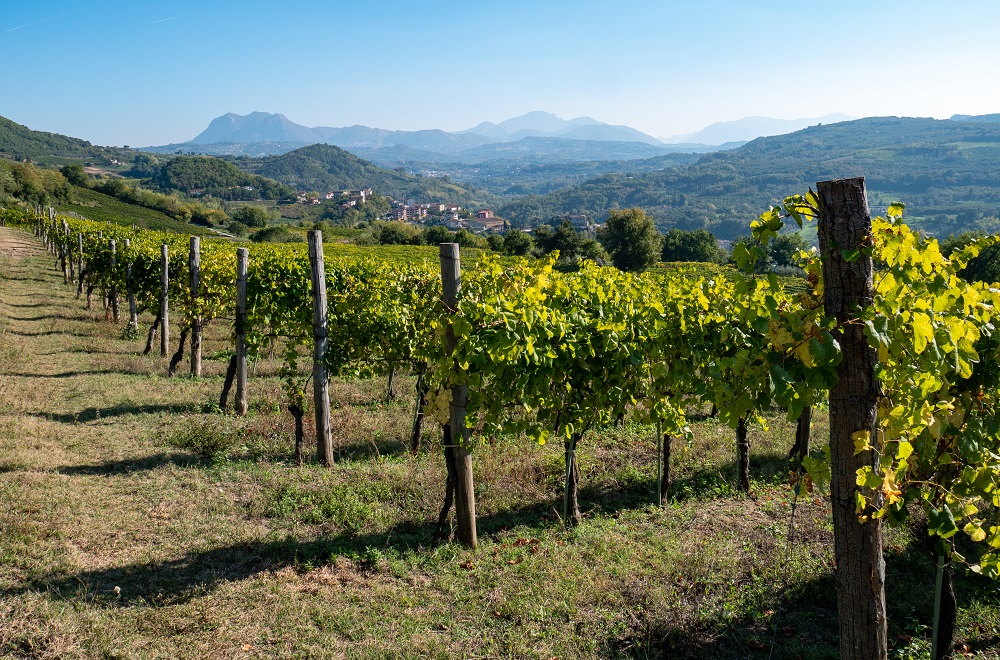 Beautiful vineyards near Irpinia