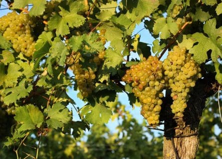 Moscato Giallo Grape Variety