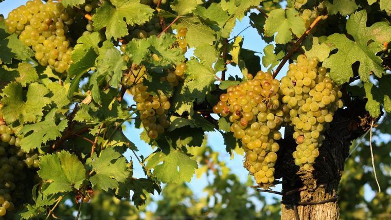 Moscato Giallo grape