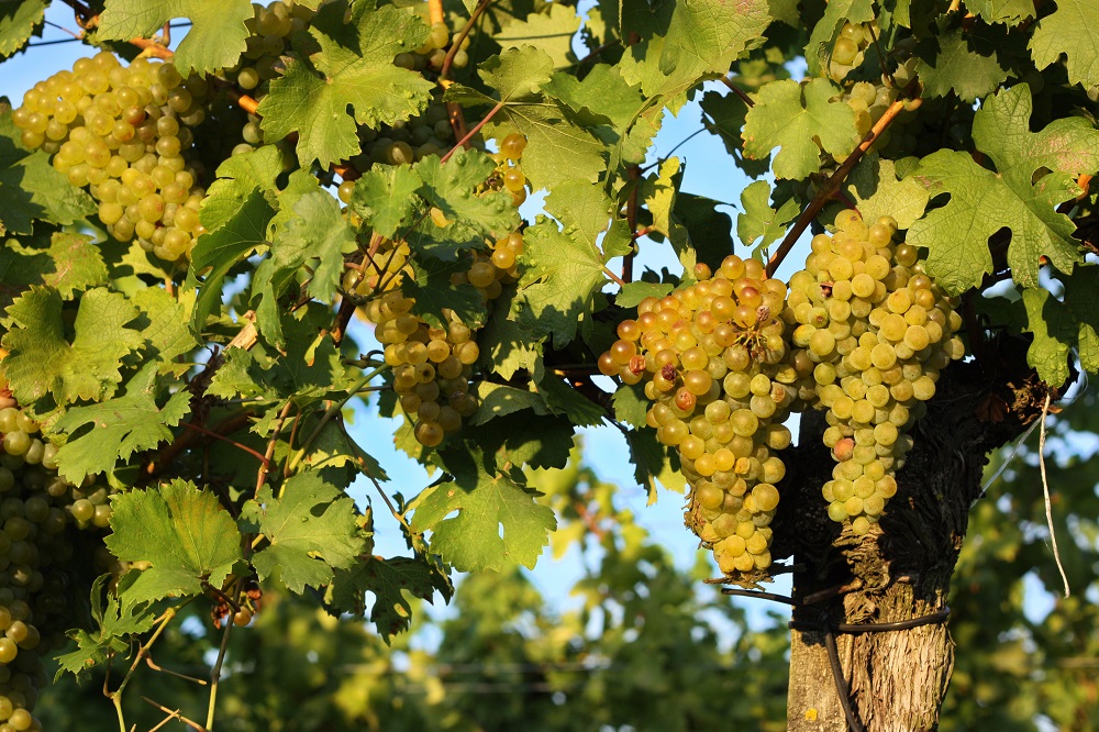 Moscato Giallo grape