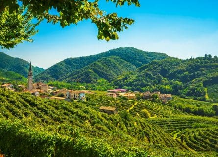 Prosecco rises: Glera grape variety.