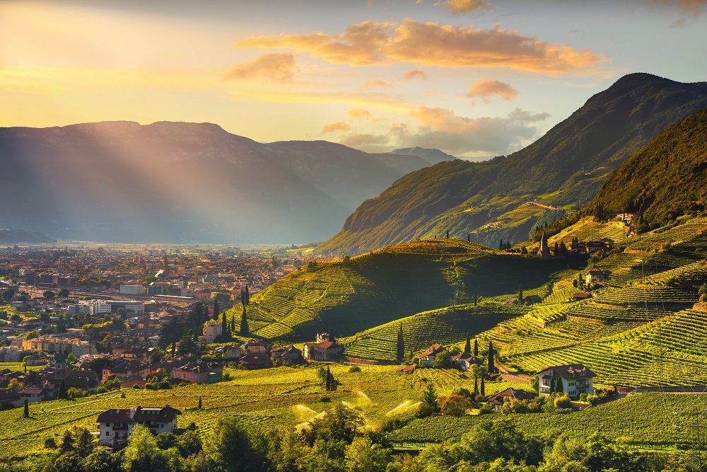 The vineyards near Bolzano in Trentino Alto Adige