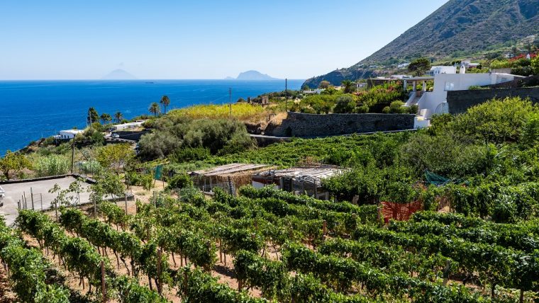 vineyards-on-the-aeolian-island-or-salina