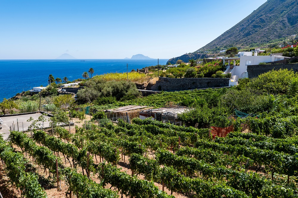 vineyards-on-the-aeolian-island-or-salina