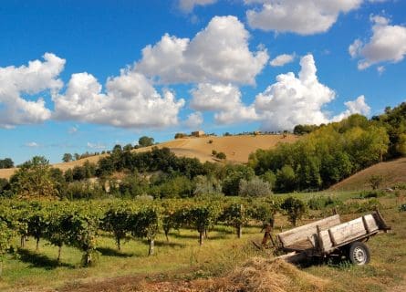 Verdicchio Grape Variety: Conquers All