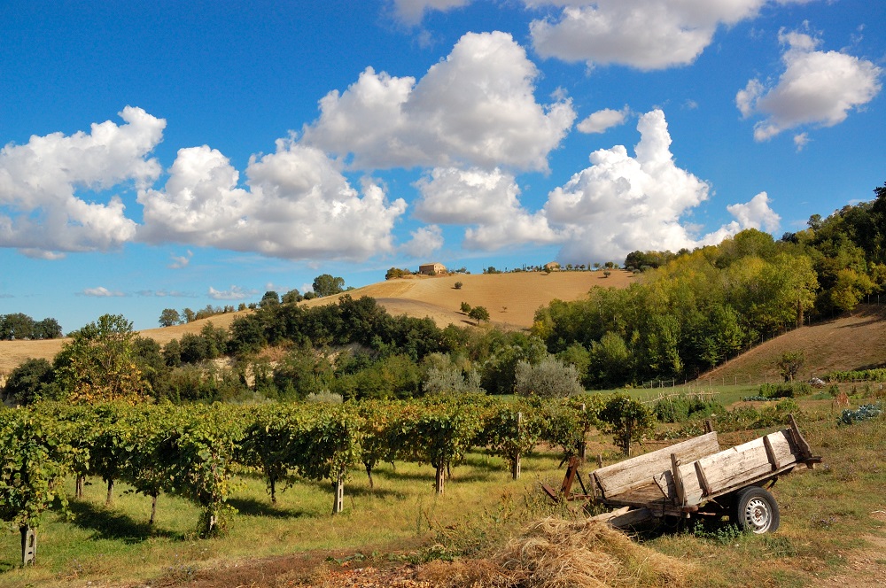 bucolic countryside and vineyards of Marche