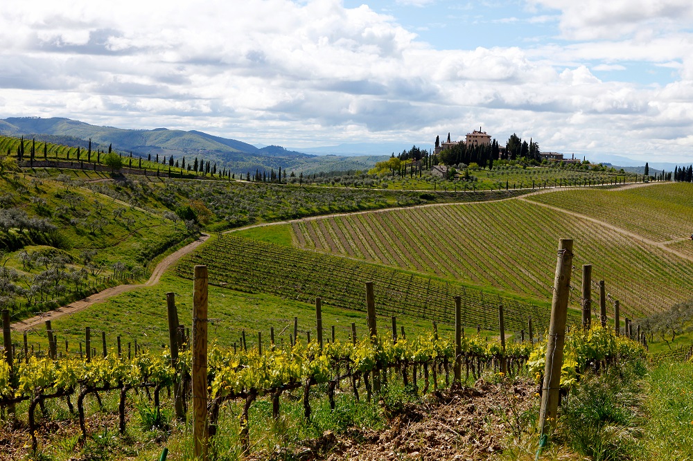  chianti classico vineyards