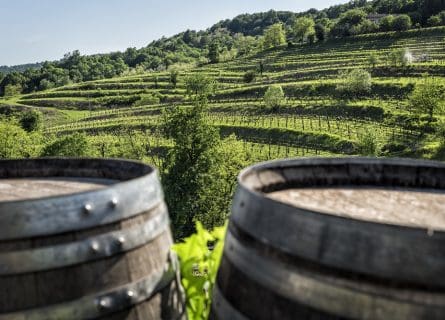 La Dolce Vita: Verduzzo Friulano grape variety