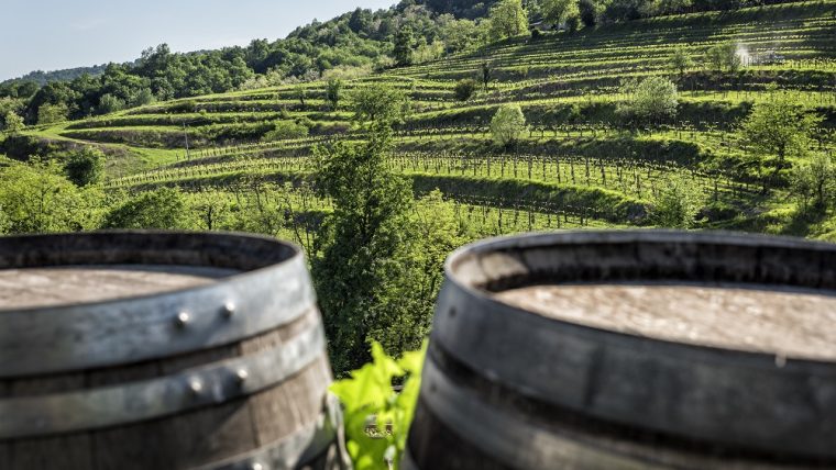 Colli Orientali vineyards