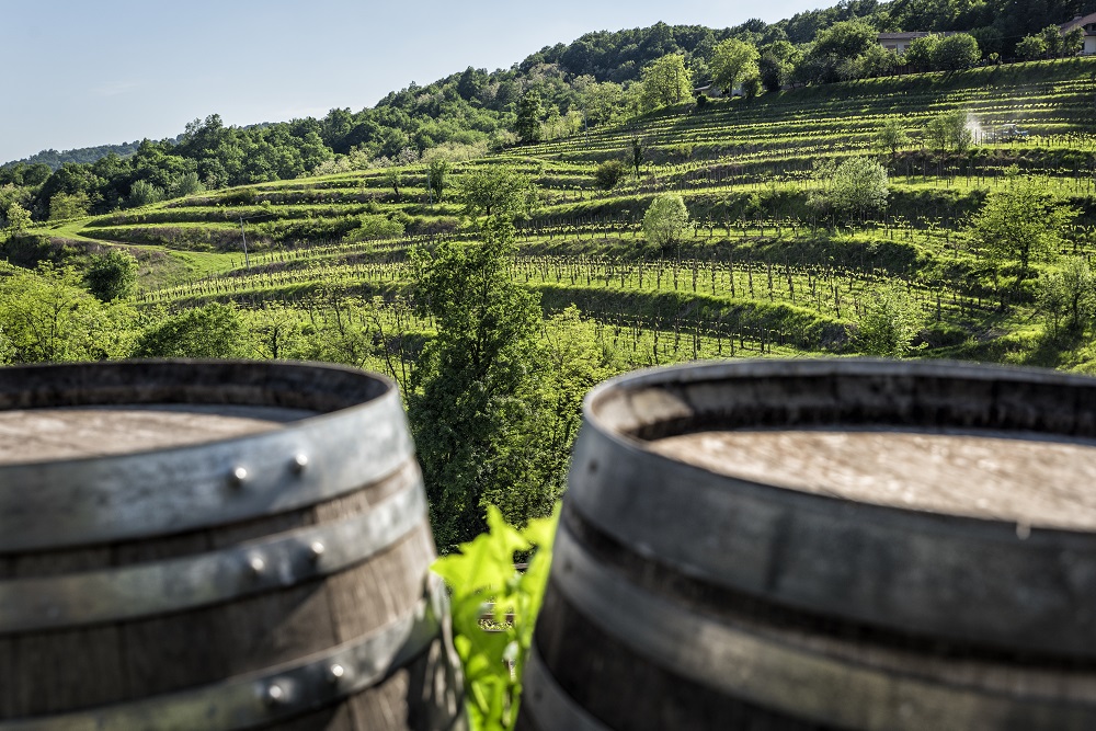 Colli Orientali vineyards